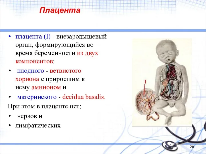 Плацента плацента (I) - внезародышевый орган, формирующийся во время беременности из двух компонентов: