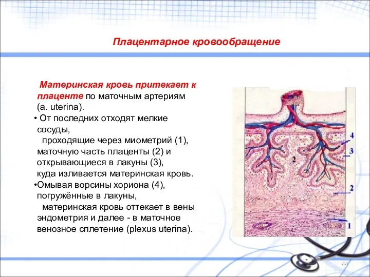 Плацентарное кровообращение Материнская кровь притекает к плаценте по маточным артериям (a. uterina). От