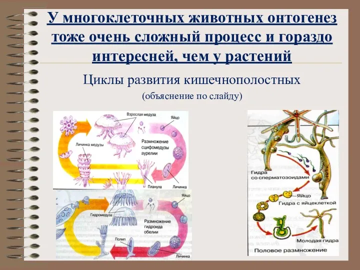 У многоклеточных животных онтогенез тоже очень сложный процесс и гораздо