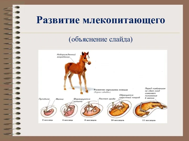 Развитие млекопитающего (объяснение слайда)