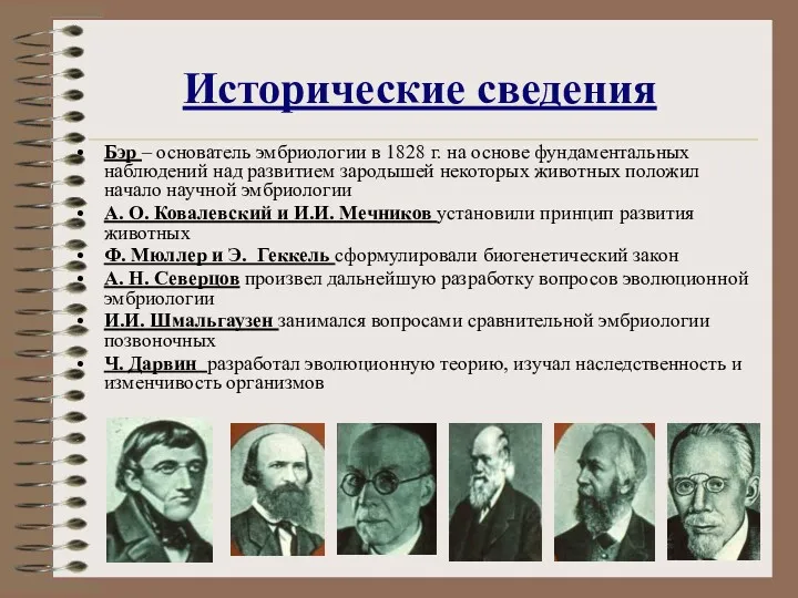 Исторические сведения Бэр – основатель эмбриологии в 1828 г. на