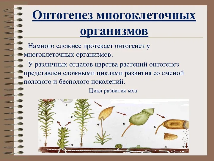 Онтогенез многоклеточных организмов Намного сложнее протекает онтогенез у многоклеточных организмов.