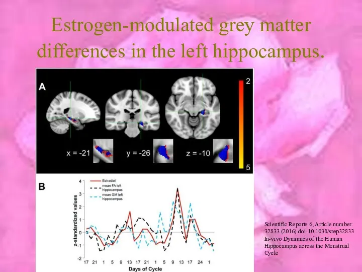 Estrogen-modulated grey matter differences in the left hippocampus. Scientific Reports