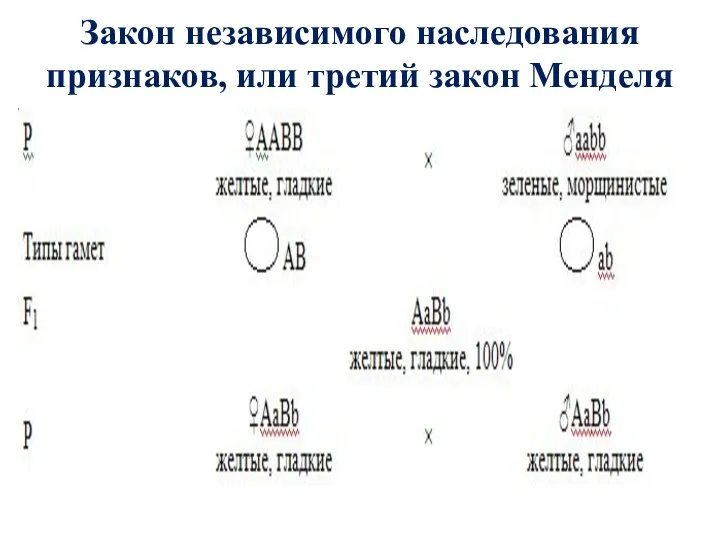 Закон независимого наследования признаков, или третий закон Менделя