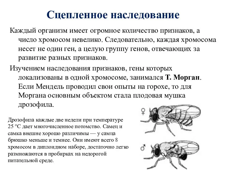 Сцепленное наследование Каждый организм имеет огромное количество признаков, а число