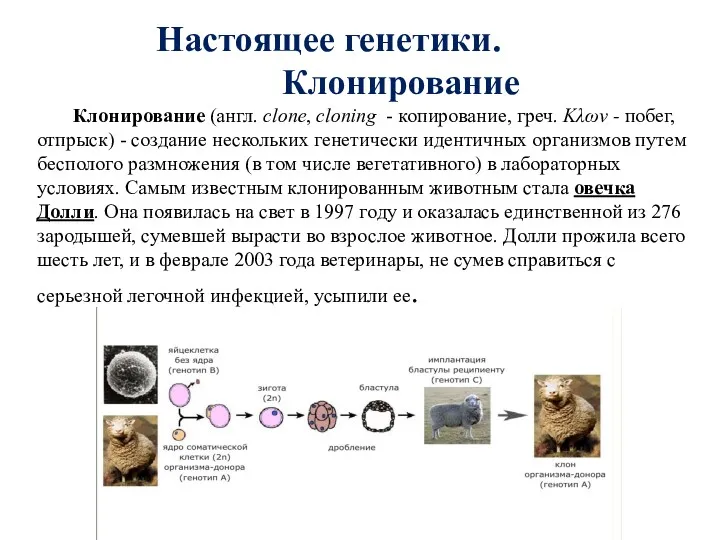 Настоящее генетики. Клонирование Клонирование (англ. clone, cloning - копирование, греч. Κλων - побег,