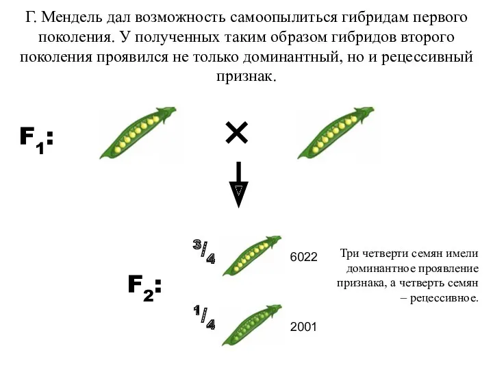 Г. Мендель дал возможность самоопылиться гибридам первого поколения. У полученных таким образом гибридов