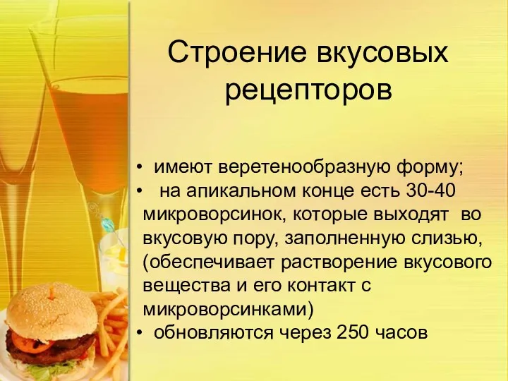 Строение вкусовых рецепторов имеют веретенообразную форму; на апикальном конце есть