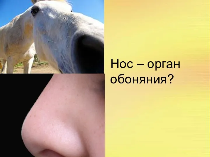 Нос – орган обоняния?