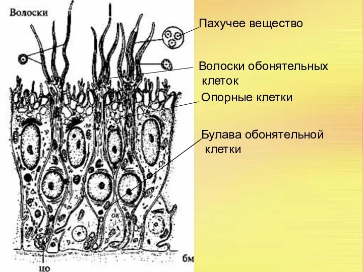 Волоски обонятельных клеток Волоски обонятельных клеток Булава обонятельной клетки Опорные клетки Пахучее вещество