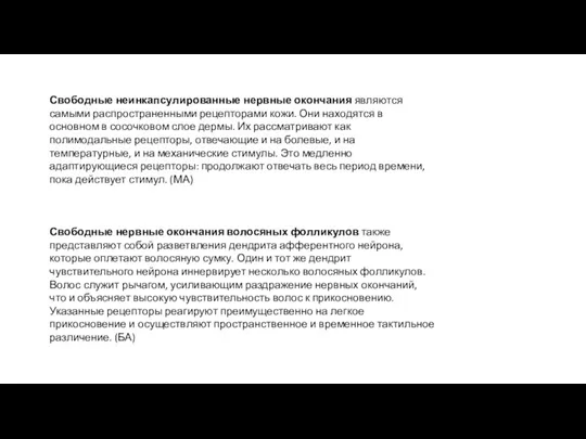 Свободные неинкапсулированные нервные окончания являются самыми распространенными рецепторами кожи. Они