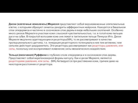 Диски (клеточные комплексы) Меркеля представляют собой видоизмененные эпителиальные клетки, с