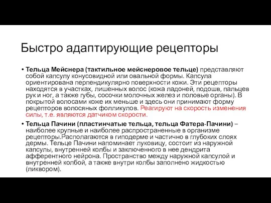 Быстро адаптирующие рецепторы Тельца Мейснера (тактильное мейснеровое тельце) представляют собой