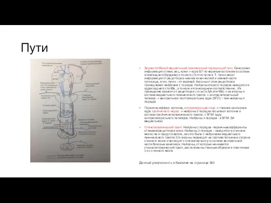 Пути Заднестолбовой медиальный лемнисковый проводящий путь. Сенсорная информация от мех.