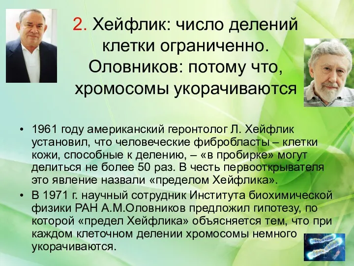 2. Хейфлик: число делений клетки ограниченно. Оловников: потому что, хромосомы