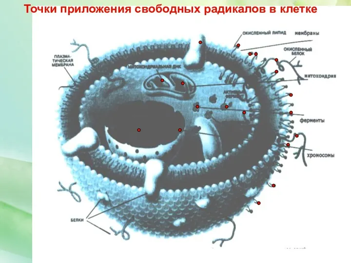 Точки приложения свободных радикалов в клетке