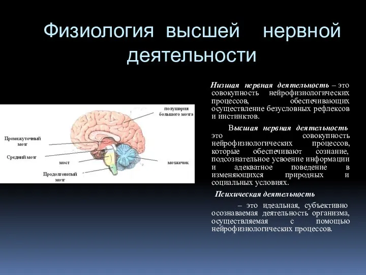 Физиология высшей нервной деятельности Низшая нервная деятельность – это совокупность нейрофизиологических процессов, обеспечивающих