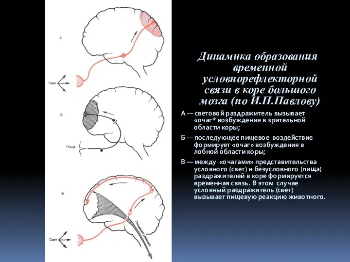 Динамика образования временной условнорефлекторной связи в коре большого мозга (по