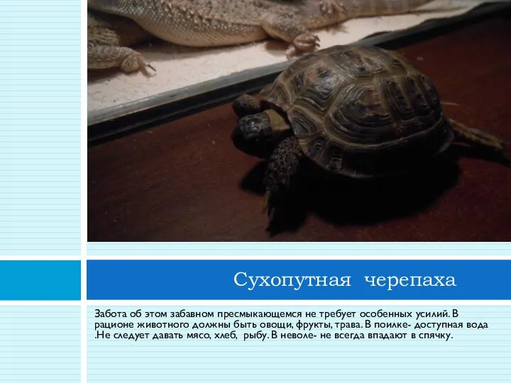 Забота об этом забавном пресмыкающемся не требует особенных усилий. В