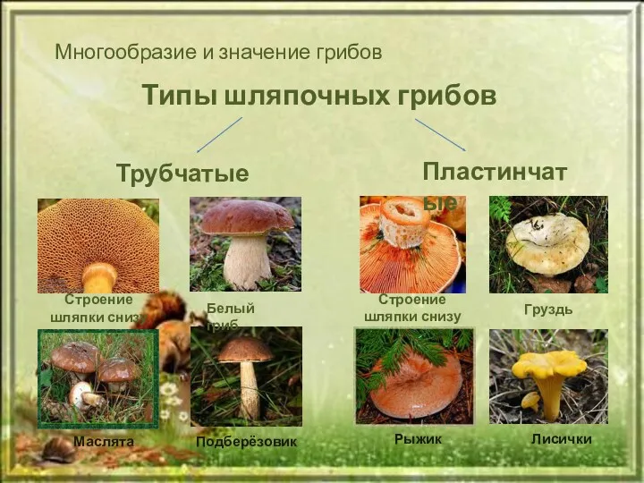 Многообразие и значение грибов Типы шляпочных грибов Груздь Лисички Строение шляпки снизу Рыжик