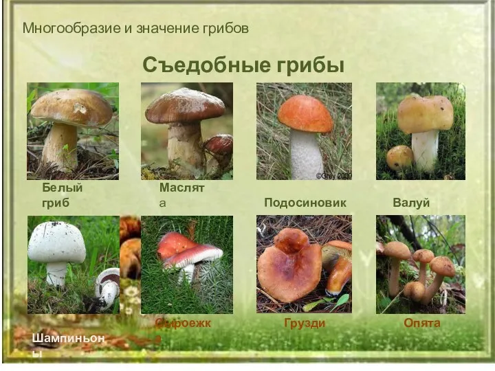 Многообразие и значение грибов Съедобные грибы Белый гриб Маслята Подосиновик Валуй Шампиньоны Сыроежка Грузди Опята