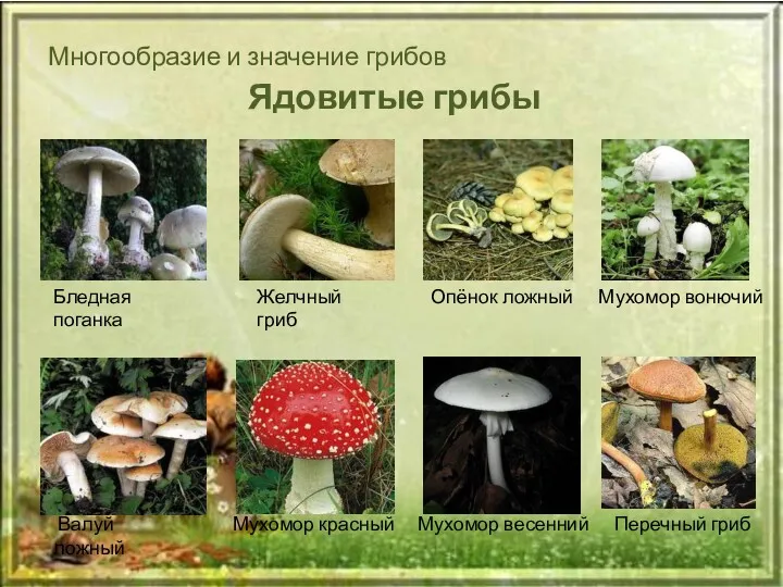 Многообразие и значение грибов Ядовитые грибы Бледная поганка Желчный гриб Опёнок ложный Мухомор