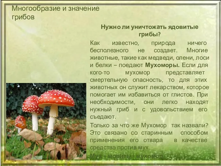Многообразие и значение грибов Нужно ли уничтожать ядовитые грибы? Как известно, природа ничего