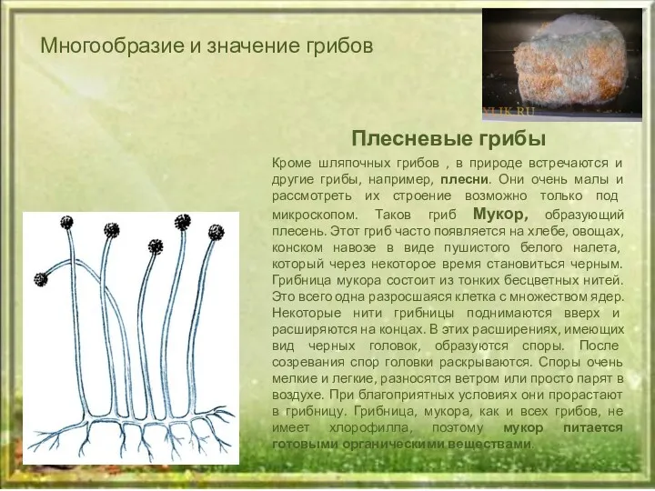 Многообразие и значение грибов Плесневые грибы Кроме шляпочных грибов , в природе встречаются