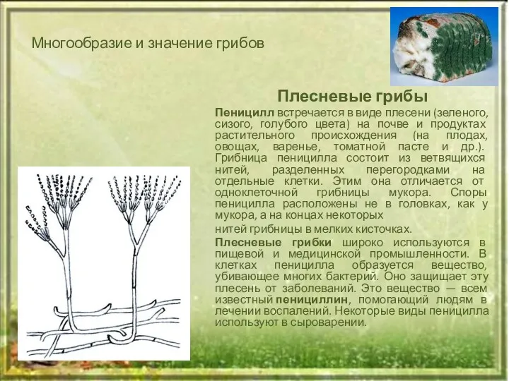 Многообразие и значение грибов Плесневые грибы Пеницилл встречается в виде плесени (зеленого, сизого,