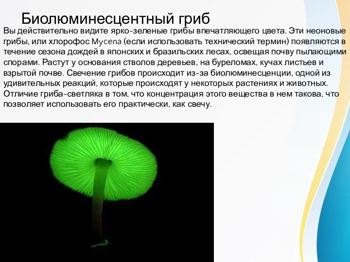 Биолюминесцентный гриб Вы действительно видите ярко-зеленые грибы впечатляющего цвета. Эти неоновые грибы, или