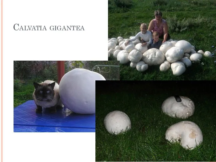 Calvatia gigantea