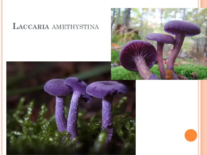 Laccaria amethystina