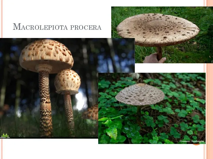 Macrolepiota procera