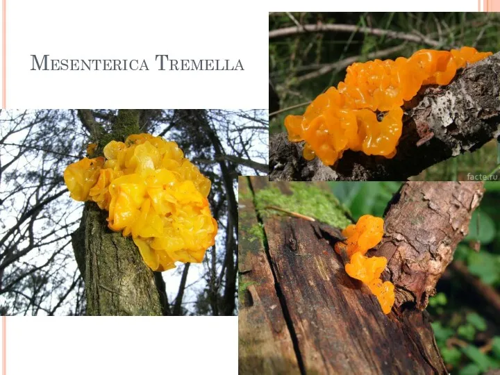 Mesenterica Tremella