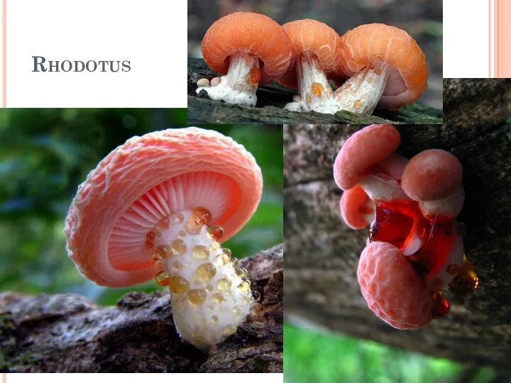 Rhodotus