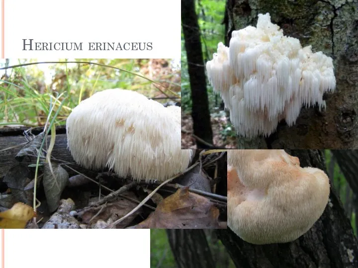 Hericium erinaceus