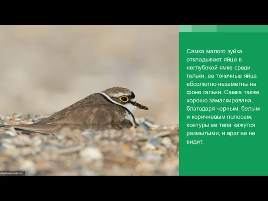 Самка малого зуйка откладывает яйца в неглубокой ямке среди гальки,