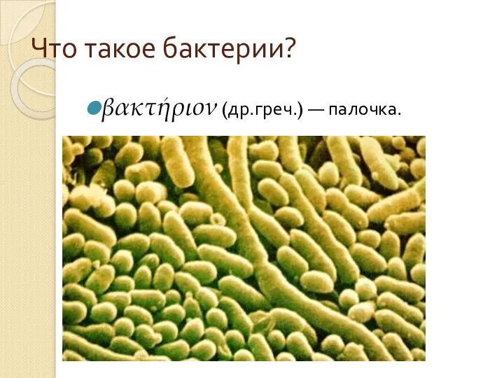 Что такое бактерии? βακτήριον (др.греч.) — палочка.