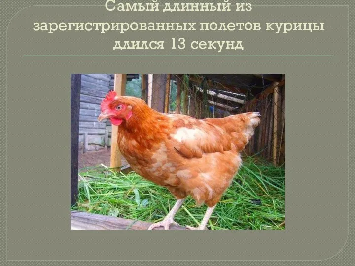 Самый длинный из зарегистрированных полетов курицы длился 13 секунд