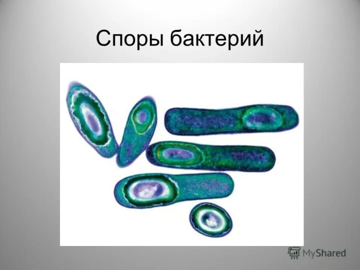 Образование спор