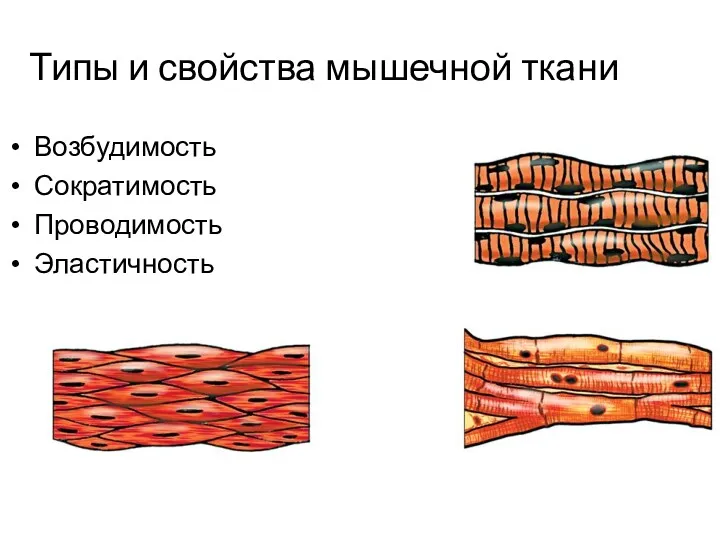 Типы и свойства мышечной ткани Возбудимость Сократимость Проводимость Эластичность