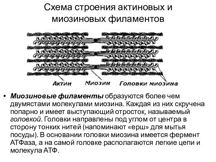 Схема строения актиновых и миозиновых филаментов Миозиновые филаменты образуются более чем двумястами молекулами