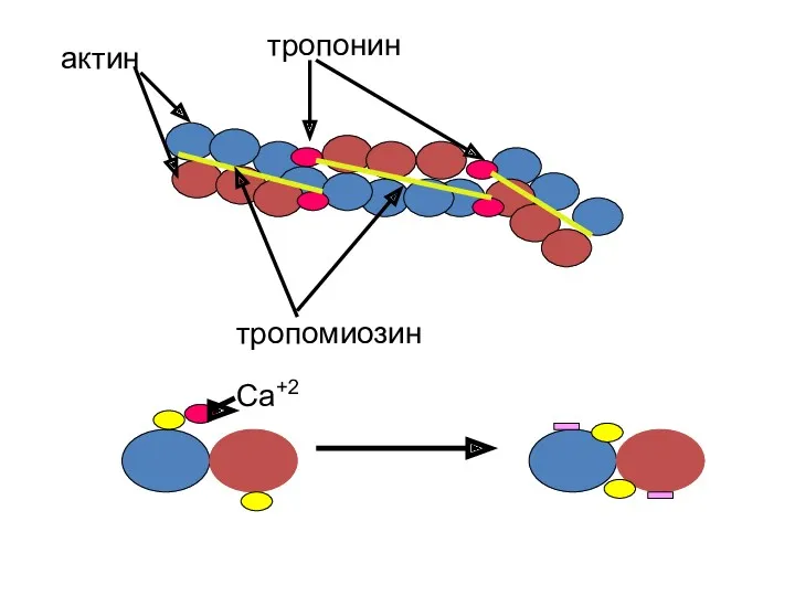 актин тропонин тропомиозин Са+2