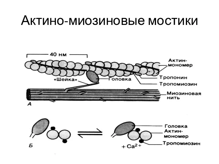 Актино-миозиновые мостики