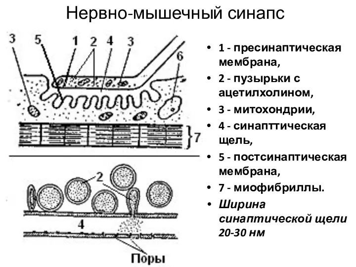 Нервно-мышечный синапс 1 - пресинаптическая мембрана, 2 - пузырьки с ацетилхолином, 3 -