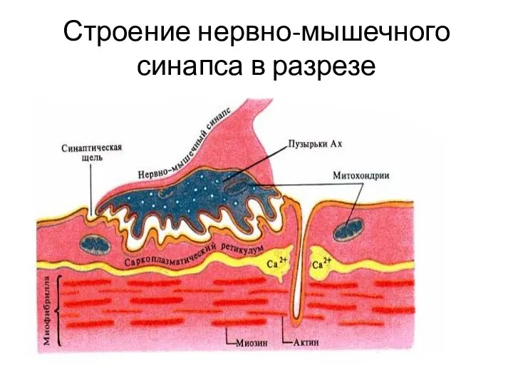 Строение нервно-мышечного синапса в разрезе