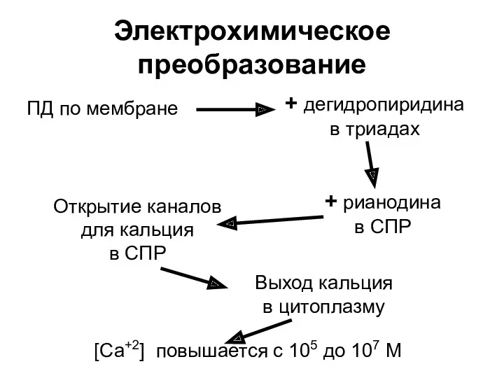 Электрохимическое преобразование ПД по мембране + дегидропиридина в триадах + рианодина в СПР