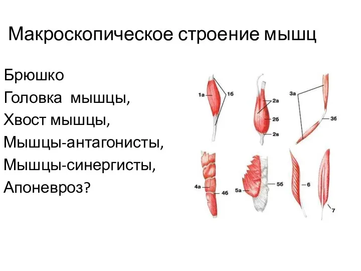 Макроскопическое строение мышц Брюшко Головка мышцы, Хвост мышцы, Мышцы-антагонисты, Мышцы-синергисты, Апоневроз?