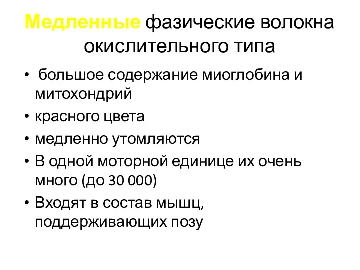 Медленные фазические волокна окислительного типа большое содержание миоглобина и митохондрий красного цвета медленно