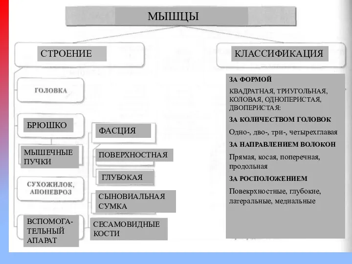 МЫШЦЫ СТРОЕНИЕ КЛАССИФИКАЦИЯ БРЮШКО ФАСЦИЯ ПОВЕРХНОСТНАЯ ГЛУБОКАЯ МЫШЕЧНЫЕ ПУЧКИ ВСПОМОГА-ТЕЛЬНЫЙ АПАРАТ СЫНОВИАЛЬНАЯ СУМКА